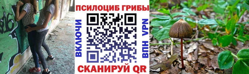 Купить закладки  Вилючинск  Псилоцибиновые грибы GOLDEN TEACHER 